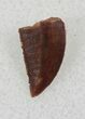 Dark, Serrated Raptor Tooth From Morocco - #26045-1